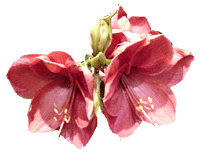 flowers004.gif