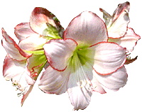 flowers005.gif