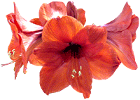 flowers006.gif