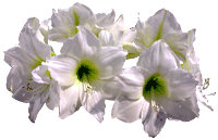 flowers007.gif