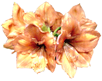 flowers009.gif