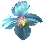 flowers010.gif