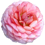 flowers011.gif