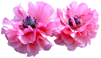 flowers012.gif