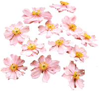 flowers014.gif