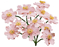 flowers015.gif