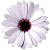 flowers016.gif