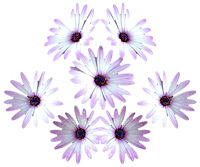 flowers017.gif