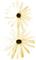 flowers018.gif