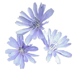 flowers021.gif