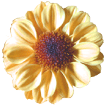 flowers023.gif