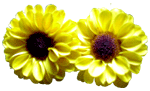 flowers024.gif