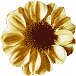 flowers027.gif