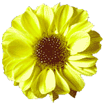 flowers028.gif