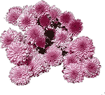 flowers029.gif