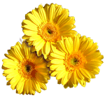 flowers031.gif