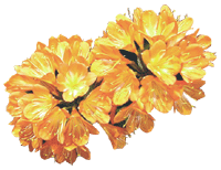 flowers034.gif