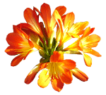 flowers035.gif