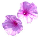 flowers038.gif