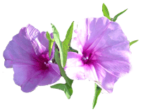 flowers039.gif