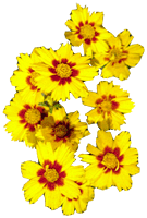 flowers040.gif