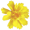 flowers043.gif