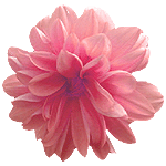 flowers045.gif