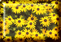 flowers046.gif