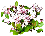 flowers048.gif