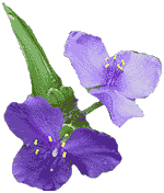 flowers050.gif