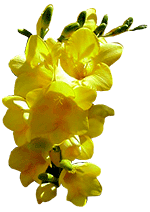 flowers055.gif