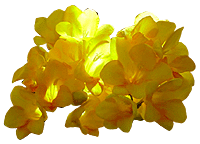 flowers056.gif