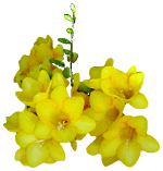 flowers057.gif