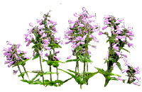 flowers058.gif