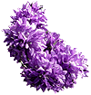 flowers060.gif