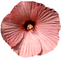 flowers062.gif