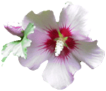 flowers065.gif