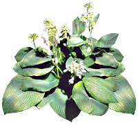 flowers067.gif