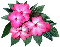 flowers069.gif