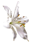 flowers074.gif