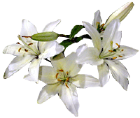 flowers075.gif