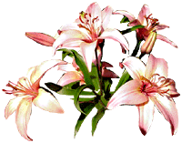 flowers077.gif