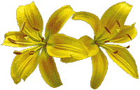 flowers079.gif