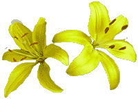 flowers081.gif