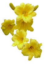 flowers085.gif