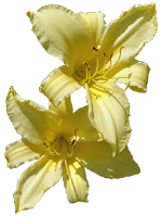 flowers086.gif