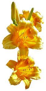 flowers087.gif