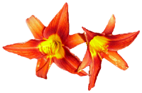 flowers088.gif