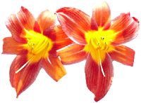 flowers089.gif