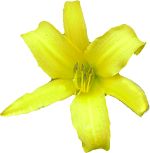 flowers091.gif